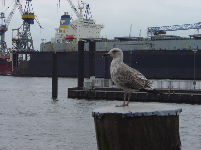 Seagull